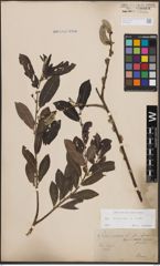 Foto von Salix cinerea L.